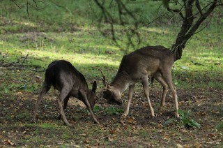 aw-duinen-17